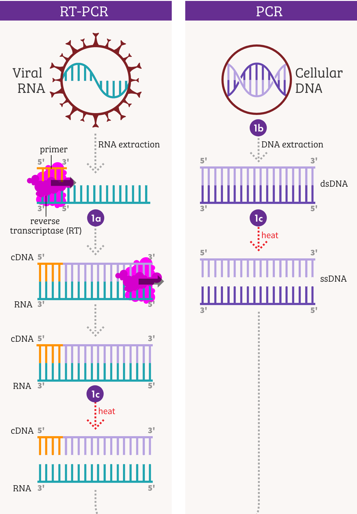 Overview of PCR and RT PCR Omega Custom Optical Filters