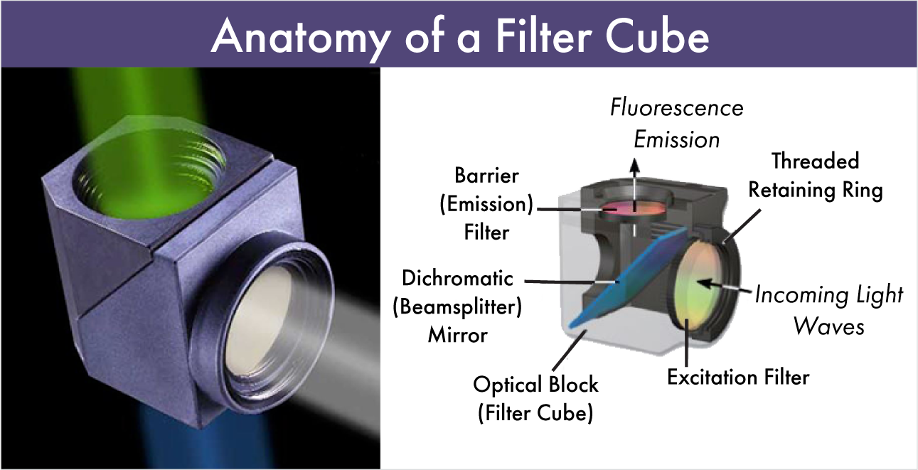 Anatomy of a Filter Cube-Emission, Dichroic, Excitation